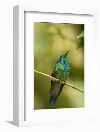 Central America, Costa Rica, Monteverde Cloud Forest Biological Reserve-Jaynes Gallery-Framed Photographic Print