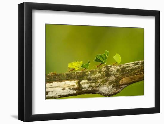 Central America, Costa Rica, Monteverde Cloud Forest Biological Reserve-Jaynes Gallery-Framed Photographic Print