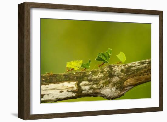 Central America, Costa Rica, Monteverde Cloud Forest Biological Reserve-Jaynes Gallery-Framed Photographic Print