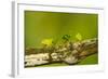 Central America, Costa Rica, Monteverde Cloud Forest Biological Reserve-Jaynes Gallery-Framed Photographic Print