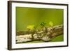 Central America, Costa Rica, Monteverde Cloud Forest Biological Reserve-Jaynes Gallery-Framed Photographic Print