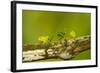 Central America, Costa Rica, Monteverde Cloud Forest Biological Reserve-Jaynes Gallery-Framed Photographic Print