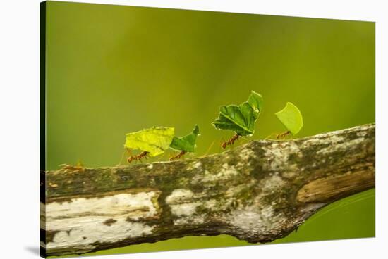 Central America, Costa Rica, Monteverde Cloud Forest Biological Reserve-Jaynes Gallery-Stretched Canvas