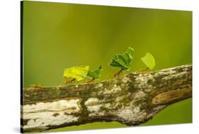 Central America, Costa Rica, Monteverde Cloud Forest Biological Reserve-Jaynes Gallery-Stretched Canvas