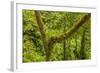 Central America, Costa Rica. Monteverde Rain Forest-Jaynes Gallery-Framed Photographic Print