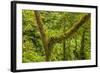 Central America, Costa Rica. Monteverde Rain Forest-Jaynes Gallery-Framed Photographic Print