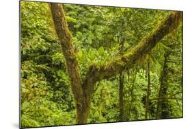 Central America, Costa Rica. Monteverde Rain Forest-Jaynes Gallery-Mounted Photographic Print
