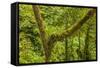 Central America, Costa Rica. Monteverde Rain Forest-Jaynes Gallery-Framed Stretched Canvas