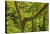 Central America, Costa Rica. Monteverde Rain Forest-Jaynes Gallery-Stretched Canvas