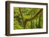 Central America, Costa Rica. Monteverde Rain Forest-Jaynes Gallery-Framed Photographic Print
