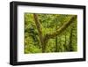 Central America, Costa Rica. Monteverde Rain Forest-Jaynes Gallery-Framed Photographic Print