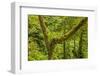 Central America, Costa Rica. Monteverde Rain Forest-Jaynes Gallery-Framed Photographic Print