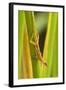 Central America, Costa Rica. Pacific Anole Lizard on Plant-Jaynes Gallery-Framed Photographic Print