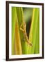 Central America, Costa Rica. Pacific Anole Lizard on Plant-Jaynes Gallery-Framed Photographic Print