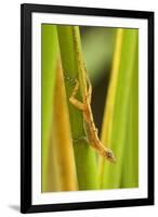 Central America, Costa Rica. Pacific Anole Lizard on Plant-Jaynes Gallery-Framed Photographic Print