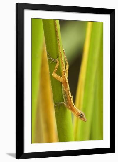 Central America, Costa Rica. Pacific Anole Lizard on Plant-Jaynes Gallery-Framed Photographic Print