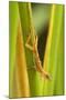 Central America, Costa Rica. Pacific Anole Lizard on Plant-Jaynes Gallery-Mounted Photographic Print