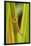 Central America, Costa Rica. Pacific Anole Lizard on Plant-Jaynes Gallery-Framed Photographic Print