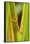 Central America, Costa Rica. Pacific Anole Lizard on Plant-Jaynes Gallery-Framed Stretched Canvas