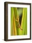 Central America, Costa Rica. Pacific Anole Lizard on Plant-Jaynes Gallery-Framed Photographic Print