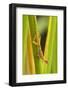 Central America, Costa Rica. Pacific Anole Lizard on Plant-Jaynes Gallery-Framed Photographic Print