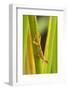 Central America, Costa Rica. Pacific Anole Lizard on Plant-Jaynes Gallery-Framed Photographic Print