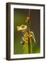 Central America, Costa Rica. Red-Eyed Tree Frog Close-Up-Jaynes Gallery-Framed Photographic Print