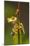 Central America, Costa Rica. Red-Eyed Tree Frog Close-Up-Jaynes Gallery-Mounted Photographic Print