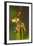 Central America, Costa Rica. Red-Eyed Tree Frog Close-Up-Jaynes Gallery-Framed Photographic Print