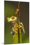 Central America, Costa Rica. Red-Eyed Tree Frog Close-Up-Jaynes Gallery-Mounted Photographic Print