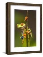 Central America, Costa Rica. Red-Eyed Tree Frog Close-Up-Jaynes Gallery-Framed Photographic Print