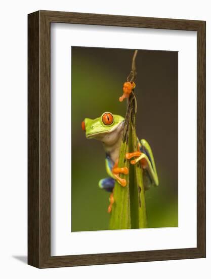 Central America, Costa Rica. Red-Eyed Tree Frog Close-Up-Jaynes Gallery-Framed Photographic Print