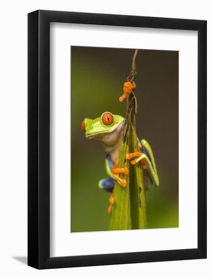 Central America, Costa Rica. Red-Eyed Tree Frog Close-Up-Jaynes Gallery-Framed Photographic Print