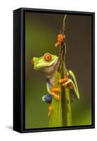 Central America, Costa Rica. Red-Eyed Tree Frog Close-Up-Jaynes Gallery-Framed Stretched Canvas