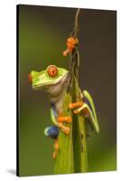 Central America, Costa Rica. Red-Eyed Tree Frog Close-Up-Jaynes Gallery-Stretched Canvas