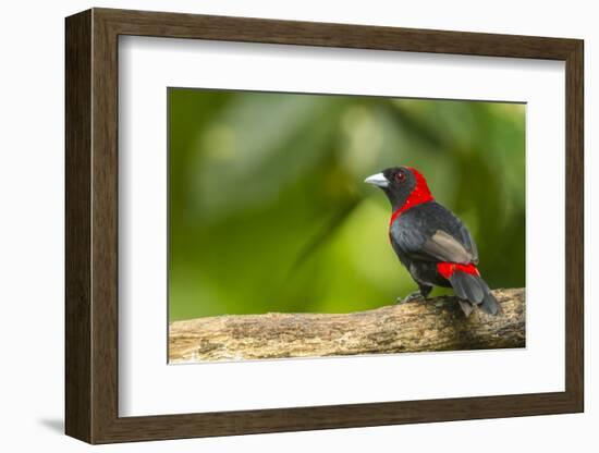 Central America, Costa Rica, Sarapiqui River Valley. Crimson-Collared Tanager on Limb-Jaynes Gallery-Framed Photographic Print