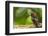 Central America, Costa Rica, Sarapiqui River Valley. Crimson-Collared Tanager on Limb-Jaynes Gallery-Framed Photographic Print