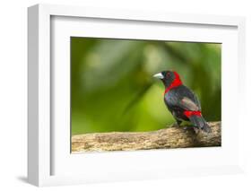 Central America, Costa Rica, Sarapiqui River Valley. Crimson-Collared Tanager on Limb-Jaynes Gallery-Framed Photographic Print