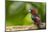 Central America, Costa Rica, Sarapiqui River Valley. Crimson-Collared Tanager on Limb-Jaynes Gallery-Mounted Photographic Print