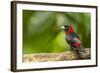 Central America, Costa Rica, Sarapiqui River Valley. Crimson-Collared Tanager on Limb-Jaynes Gallery-Framed Photographic Print