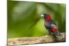 Central America, Costa Rica, Sarapiqui River Valley. Crimson-Collared Tanager on Limb-Jaynes Gallery-Mounted Photographic Print