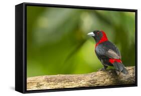 Central America, Costa Rica, Sarapiqui River Valley. Crimson-Collared Tanager on Limb-Jaynes Gallery-Framed Stretched Canvas