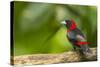 Central America, Costa Rica, Sarapiqui River Valley. Crimson-Collared Tanager on Limb-Jaynes Gallery-Stretched Canvas