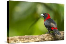 Central America, Costa Rica, Sarapiqui River Valley. Crimson-Collared Tanager on Limb-Jaynes Gallery-Stretched Canvas