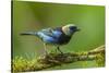 Central America, Costa Rica, Sarapiqui River Valley. Golden-Hooded Tanager Bird on Limb-Jaynes Gallery-Stretched Canvas
