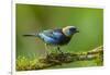 Central America, Costa Rica, Sarapiqui River Valley. Golden-Hooded Tanager Bird on Limb-Jaynes Gallery-Framed Photographic Print