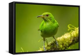 Central America, Costa Rica, Sarapiqui River Valley. Green Honeycreeper Bird on Limb-Jaynes Gallery-Framed Stretched Canvas