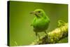 Central America, Costa Rica, Sarapiqui River Valley. Green Honeycreeper Bird on Limb-Jaynes Gallery-Stretched Canvas