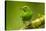 Central America, Costa Rica, Sarapiqui River Valley. Green Honeycreeper Bird on Limb-Jaynes Gallery-Stretched Canvas