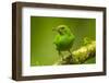 Central America, Costa Rica, Sarapiqui River Valley. Green Honeycreeper Bird on Limb-Jaynes Gallery-Framed Photographic Print